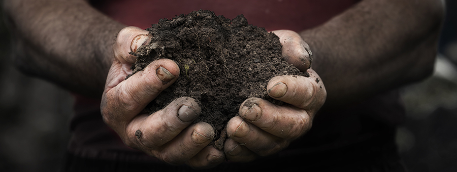 workers hands with a handful of peasant land
