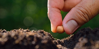 Sowing seed in soil