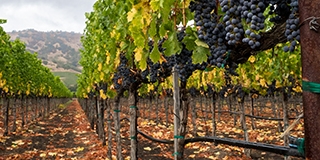 Vineyard row in autumn with ripe, red wine grapes at harvest. Purple grapes hang from vines in Napa Valley, California in fall. Fallen leaves on the ground and trellising of grapevines.