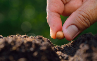 person planting a seed in soil